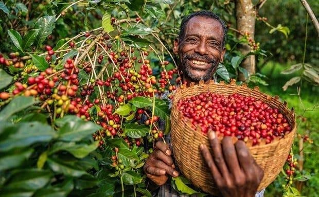Coffee & Oilseeds Export